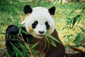Fotografi Panda eating bamboo, Nuno Tendais, (40 x 26.7 cm)