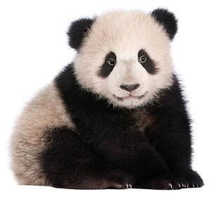 Konstfotografering A six month old giant panda on a white background, GlobalP, (40 x 35 cm)