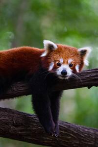 Fotografi Red panda, Marianne Purdie, (26.7 x 40 cm)