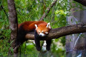 Fotografi Red panda, Marianne Purdie, (40 x 26.7 cm)