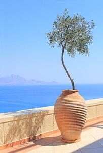 Konstfotografering Olive tree growing in a pot, itsabreeze photography, (26.7 x 40 cm)