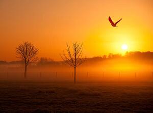 Fotografi Misty sunrise with crow, Michael Roberts, (40 x 30 cm)