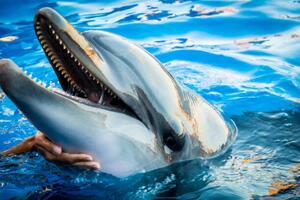 Fotografi Dolphin smile in water scene with, EvaL, (40 x 26.7 cm)