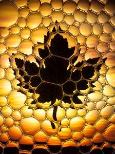 Illustration Maple leaf bubbles, Don Farrall, (30 x 40 cm)