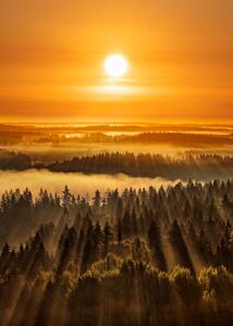 Fotografi Golden beautiful foggy forest sunbeams, Aulanko,, Milamai, (30 x 40 cm)