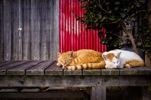 Konstfotografering Cats sleeping on the bench, Marser, (40 x 26.7 cm)