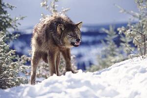 Konstfotografering Snarling Wolf, Terry W. Eggers, (40 x 26.7 cm)