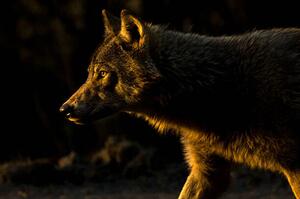 Fotografi Wolf in Golden Light, Chad Graham, (40 x 26.7 cm)