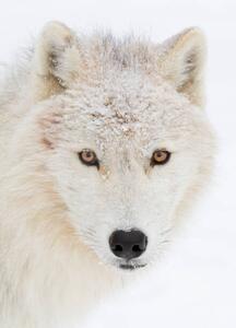 Konstfotografering Arctic wolf closeup with snow on, Jim Cumming, (30 x 40 cm)