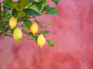 Fotografi lemon tree near red wall, Grant Faint, (40 x 30 cm)