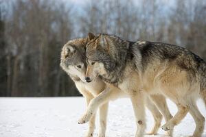 Konstfotografering Wolves (Canis lupus) nuzzling in snow, side view, John Giustina, (40 x 26.7 cm)