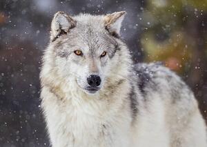 Fotografi Wolf in Winter Snow, KenCanning, (40 x 30 cm)