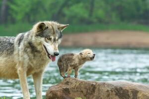Konstfotografering Gray Wolf pup and adult, Stan Tekiela Author / Naturalist / Wildlife Photographer, (40 x 26.7 cm)
