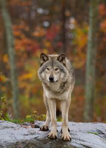 Fotografi Timber wolf standing on a, Jim Cumming, (30 x 40 cm)