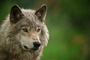 Konstfotografering Gray Wolf, Copyright Michael Cummings, (40 x 26.7 cm)