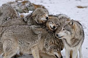 Konstfotografering Timber Wolf Pack, Copyright Michael Cummings, (40 x 26.7 cm)