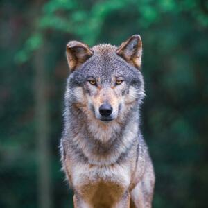 Konstfotografering Grey wolf looking straight in, tilo, (40 x 40 cm)
