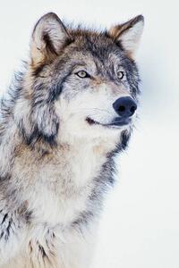 Konstfotografering Winter Timber Wolf, David A. Northcott, (26.7 x 40 cm)