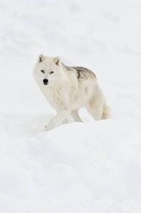 Konstfotografering Arctic wolf walking on snow in winter, Maxime Riendeau, (26.7 x 40 cm)