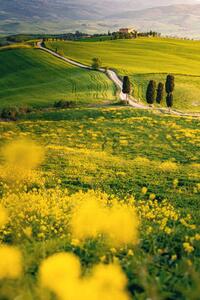 Fotografi Tuscany, springtime in the afternoon. Path,, Francesco Riccardo Iacomino, (26.7 x 40 cm)
