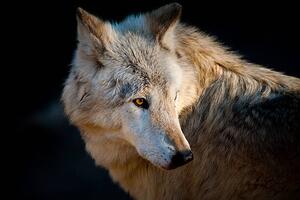 Fotografi Arctic wolf. Canis lupus arctos, Daniel Hernanz Ramos, (40 x 26.7 cm)