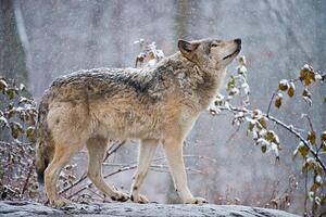 Fotografi Easter gray wolf In winter, Copyright Michael Cummings, (40 x 26.7 cm)