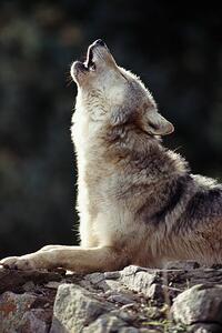 Fotografi Grey Wolf (Canis lupus) howling on rock, John Giustina, (26.7 x 40 cm)