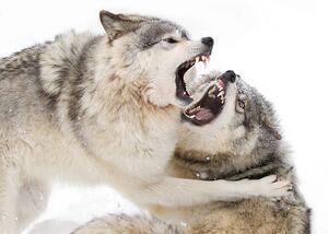 Fotografi Timber wolves play fighting in the snow, Jim Cumming, (40 x 26.7 cm)
