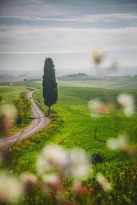 Fotografi Tuscany landscape view of green hills, serts, (26.7 x 40 cm)
