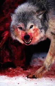 Fotografi Grey wolf (Canis lupus) snarling over fresh kill, John Giustina, (26.7 x 40 cm)