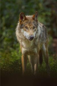 Konstfotografering European Gray Wolf, Canis lupus lupus, Raimund Linke, (26.7 x 40 cm)