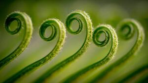 Fotografi Close-up of fern,Gujranwala,Punjab,Pakistan, Umair Zia / 500px, (40 x 22.5 cm)