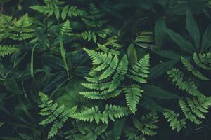 Konstfotografering Jungle leaves background, Jasmina007, (40 x 26.7 cm)