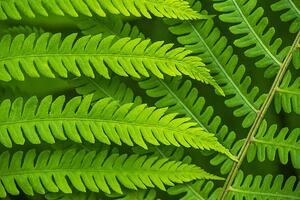 Fotografi Fern leaf in the forest - green nature background, Belyay