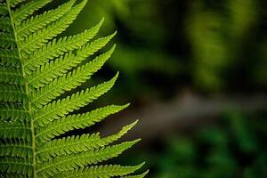 Fotografi leaf of a fern, dbefoto