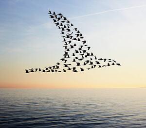 Illustration Flock of birds in bird formation flying above sea, Tim Robberts, (40 x 35 cm)