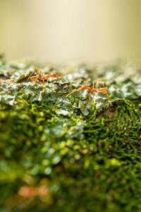Konstfotografering Two weaver ants on a lichen, Jordan Lye, (26.7 x 40 cm)