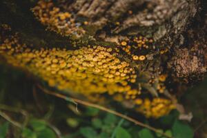 Fotografi Tiny mushroom fungus, Annie Otzen, (40 x 26.7 cm)