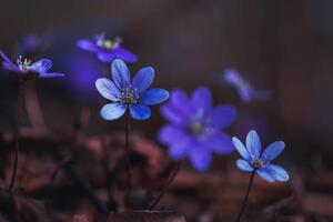 Fotografi Blue anemones on the forest floor, Baac3nes, (40 x 26.7 cm)