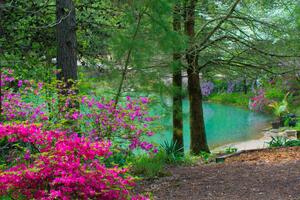 Fotografi Spring FLowers -and Lake view--Gibson County, William Reagan