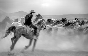 Konstfotografering Running Horses, Yabani atlar Mustafa, (40 x 26.7 cm)
