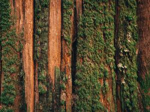 Fotografi Natural moss pattern on cedar tree, Alex Ratson