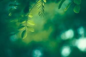 Fotografi Leaf Background, Jasmina007, (40 x 26.7 cm)