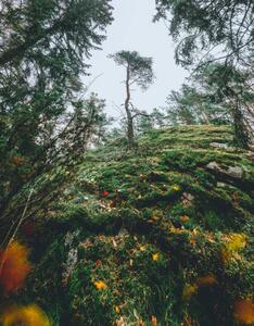 Fotografi Mysterious autumn forest, tree on a, Milamai, (30 x 40 cm)