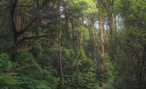 Fotografi Australian temperate rainforest jungle detail, Kristian Bell, (40 x 24.6 cm)