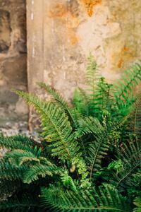 Fotografi Green fern leaves lush foliage., Olena Malik