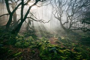 Fotografi Light hinging through trees/., James Mills