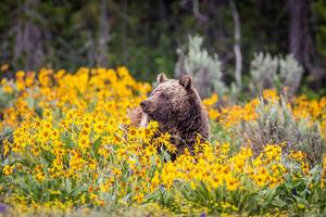 Konstfotografering Grizzly Bear in Spring Wildflowers, Troy Harrison, (40 x 26.7 cm)