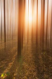 Fotografi Golden Forest, owngarden, (26.7 x 40 cm)