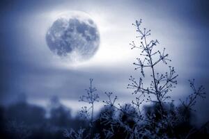 Fotografi Winter night mystical scenery. Full moon, Elena Kurkutova, (40 x 26.7 cm)